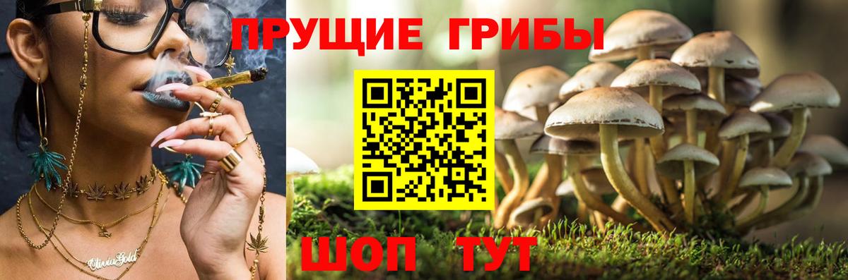 Галлюциногенные грибы Psilocybe Сарапул
