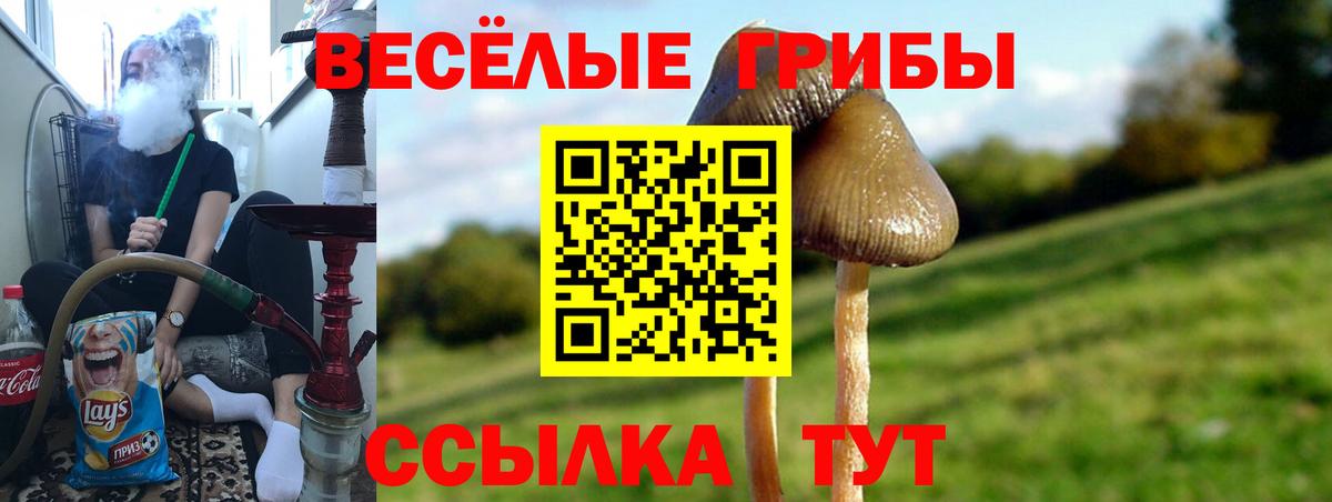 Галлюциногенные грибы Cubensis  купить  сайты  Вход с VPN  Сарапул  Псилоцибиновые грибы Cubensis 